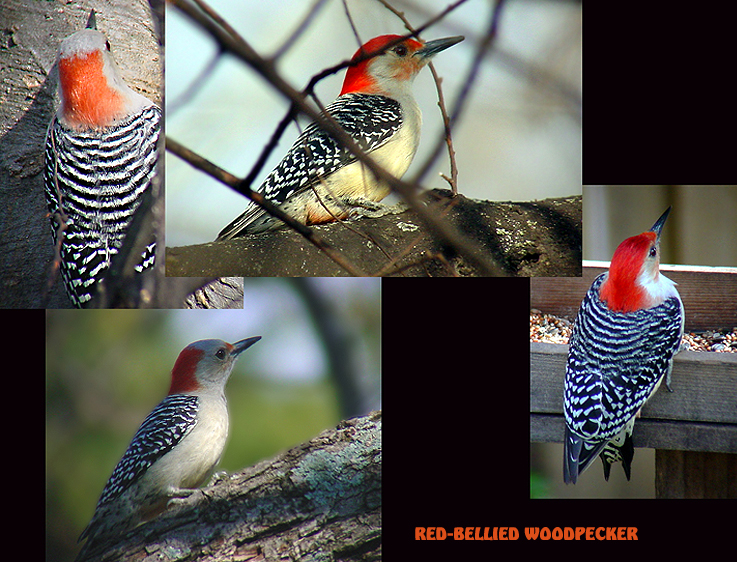 RED=BELLIED WOODPECKERS