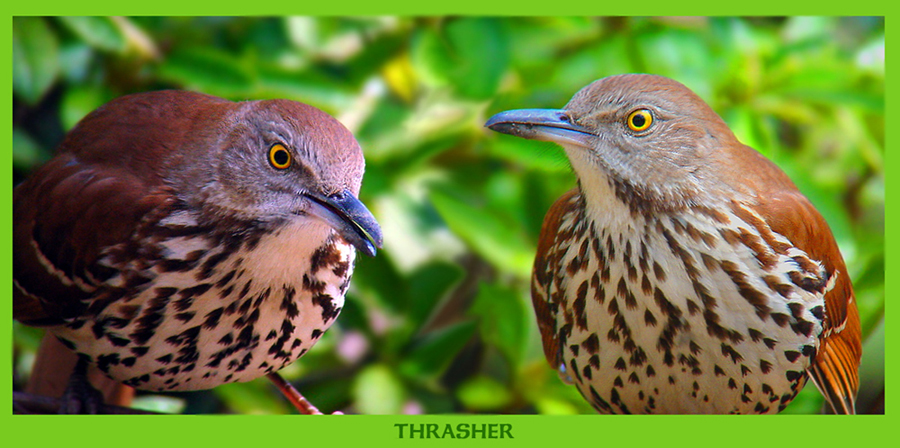 THRASHER