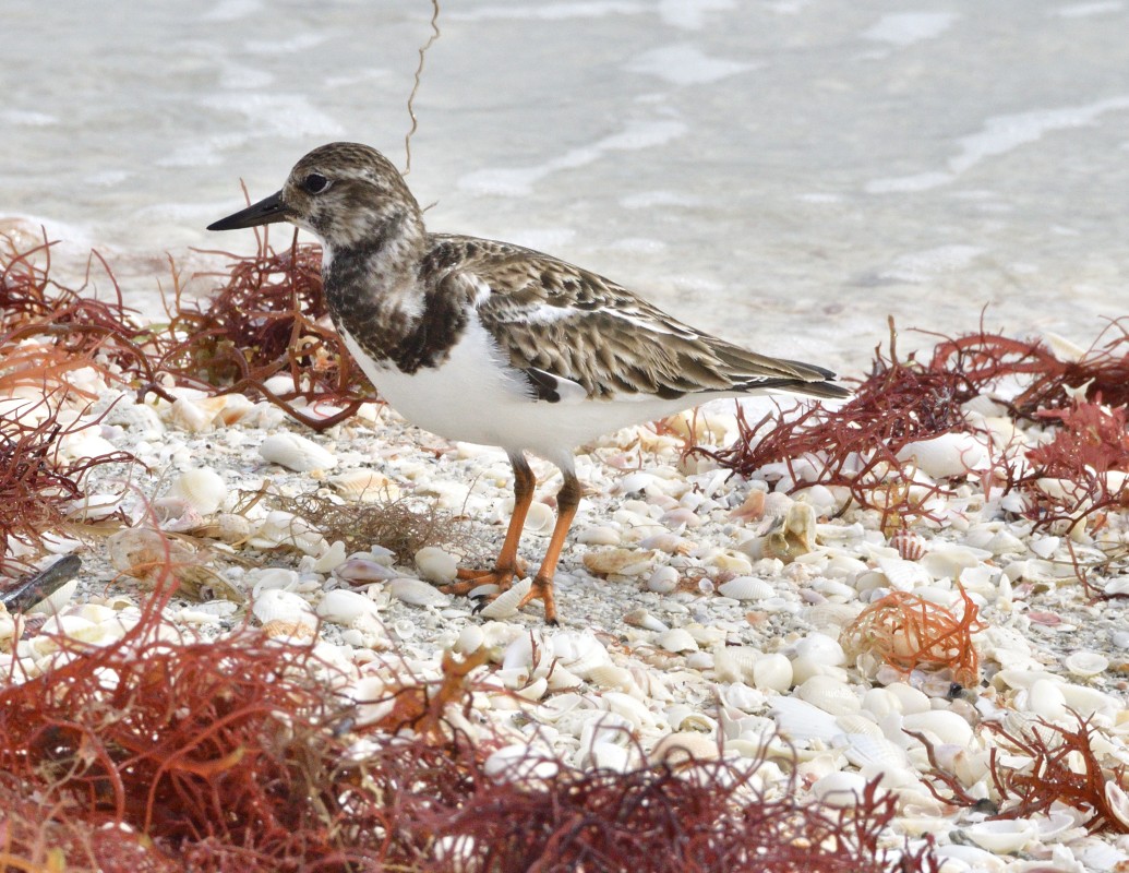 Ruddy Turnstone