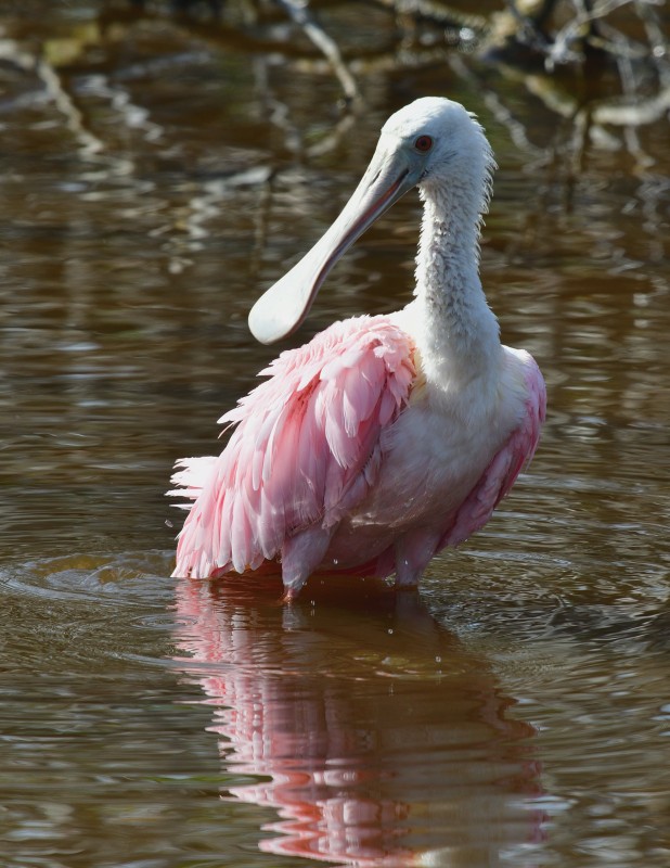 Roseate Spoonbill