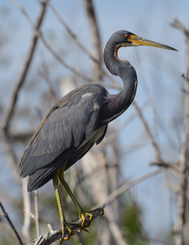 Louisiana Heron