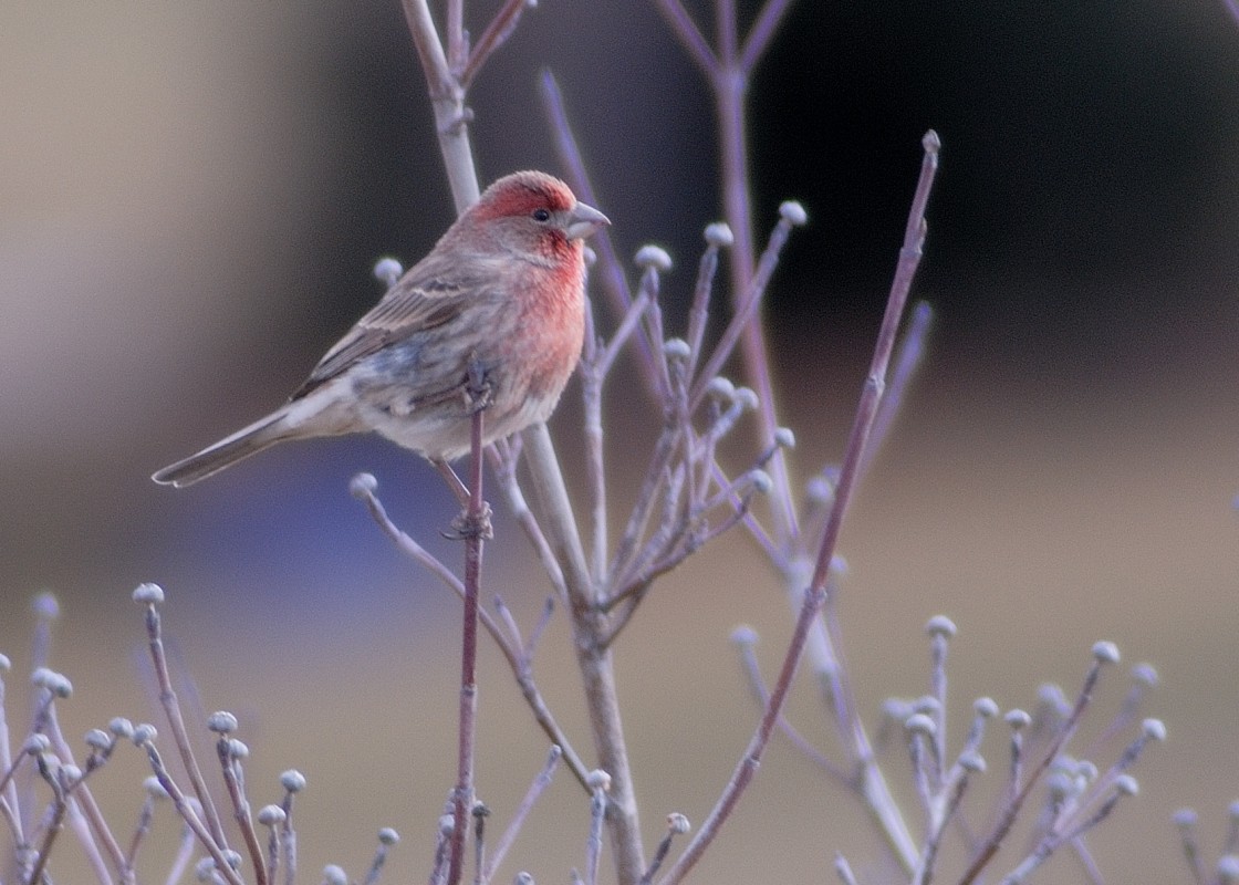 House Finch