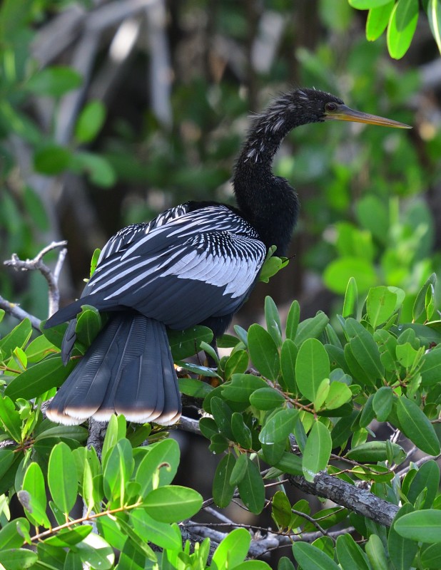 Anhinga