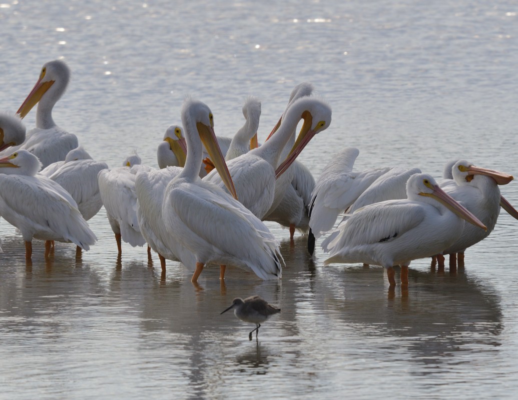 White Pelicans