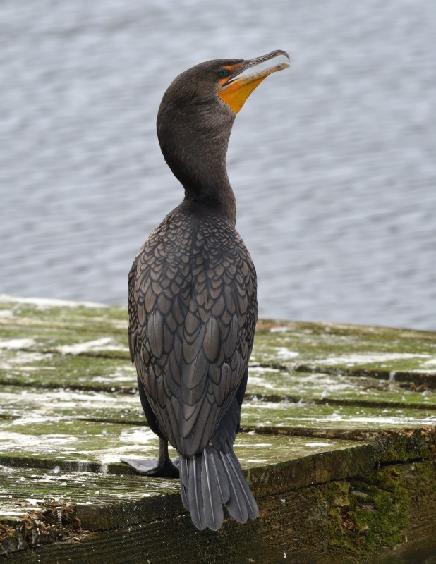 Cormorant