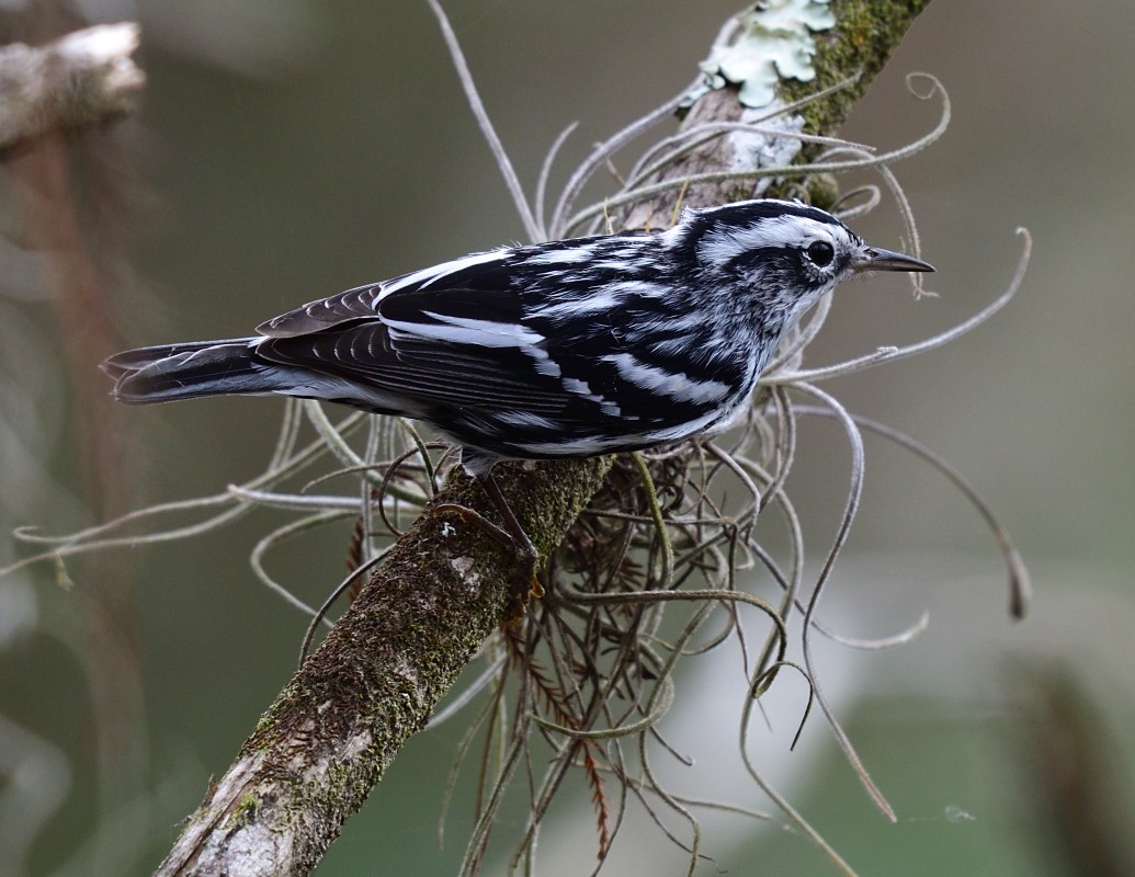 Black n White Warbler