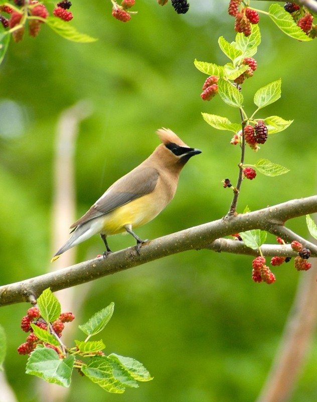 Cedar Waxing