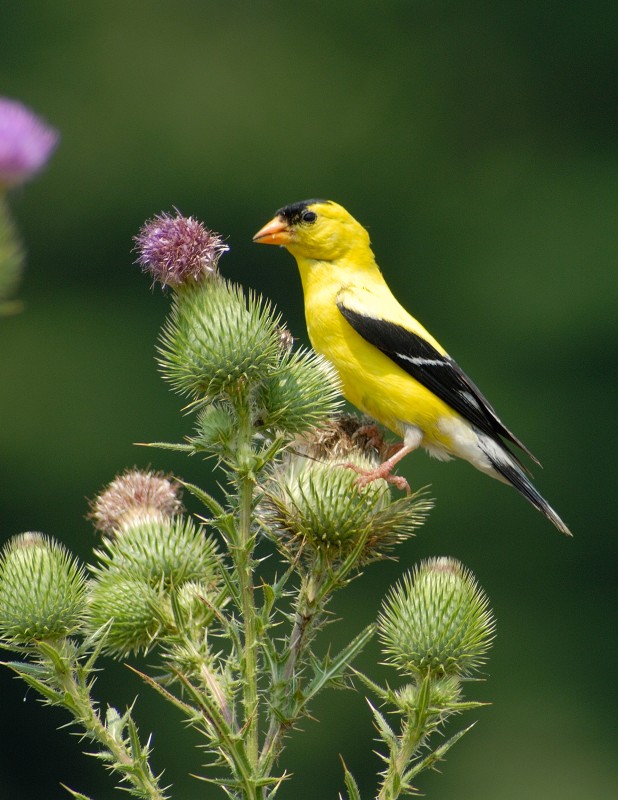 American Goldfinch