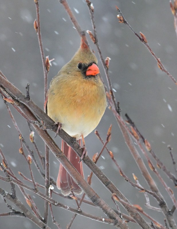 Female Cardinal