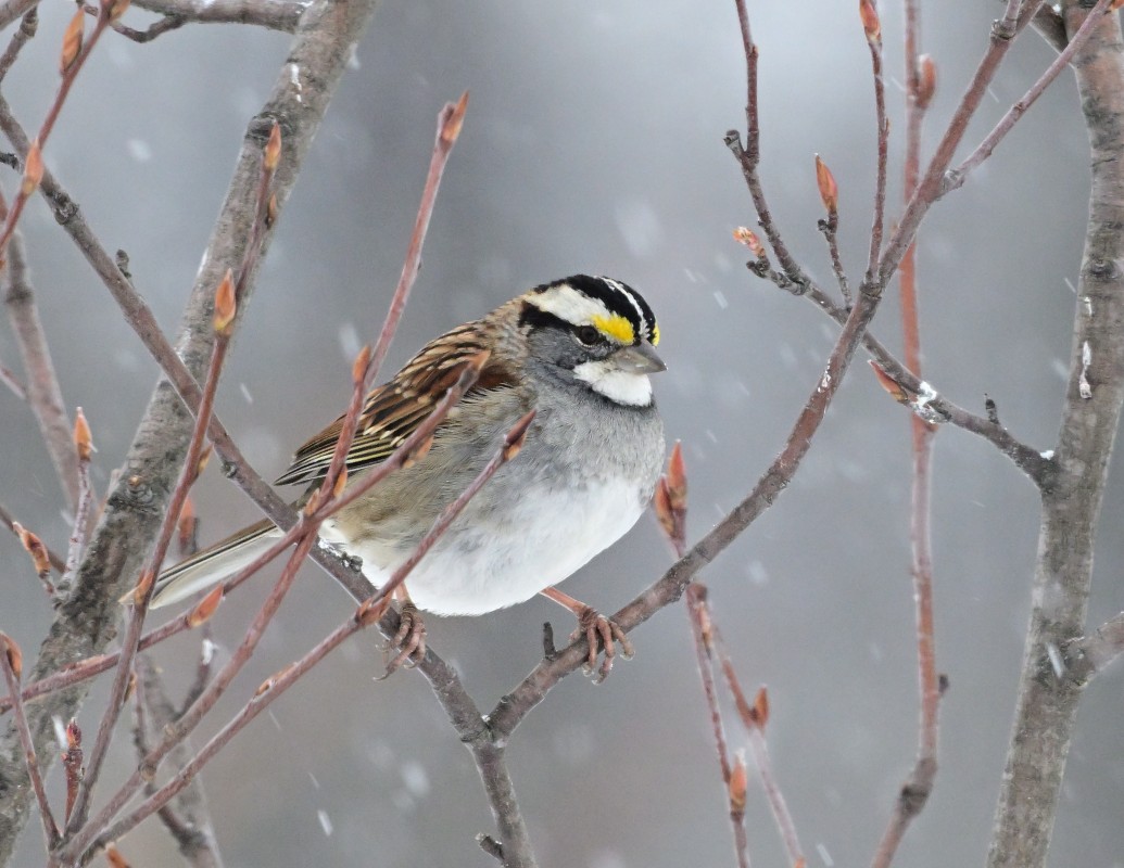 White-Throated Sparrow