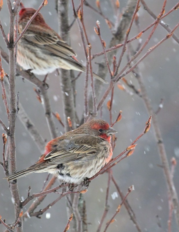 House Finch
