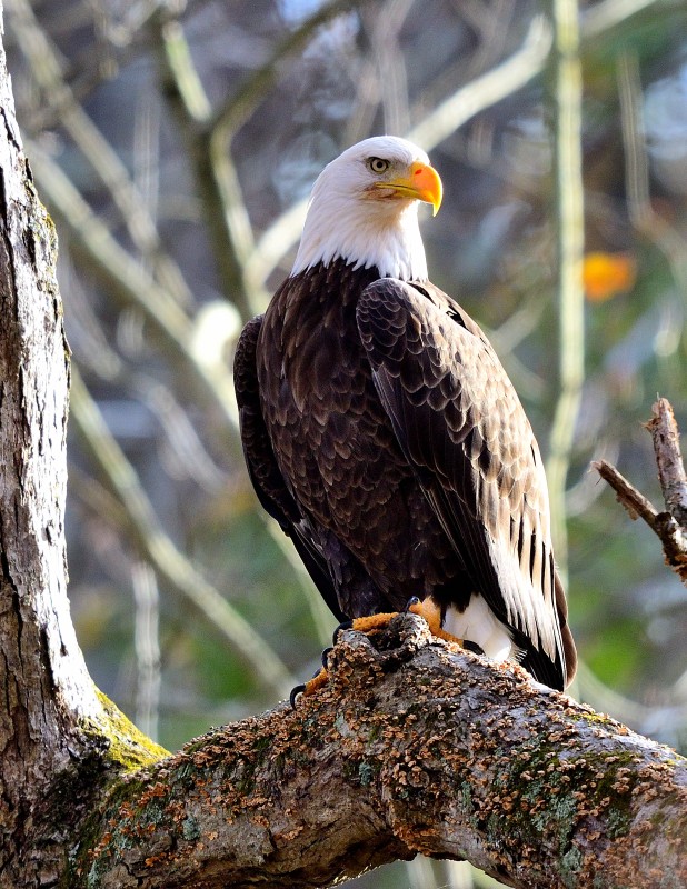 Bald Eagle