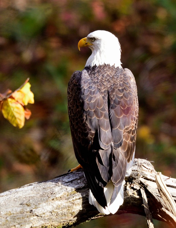 Bald Eagle