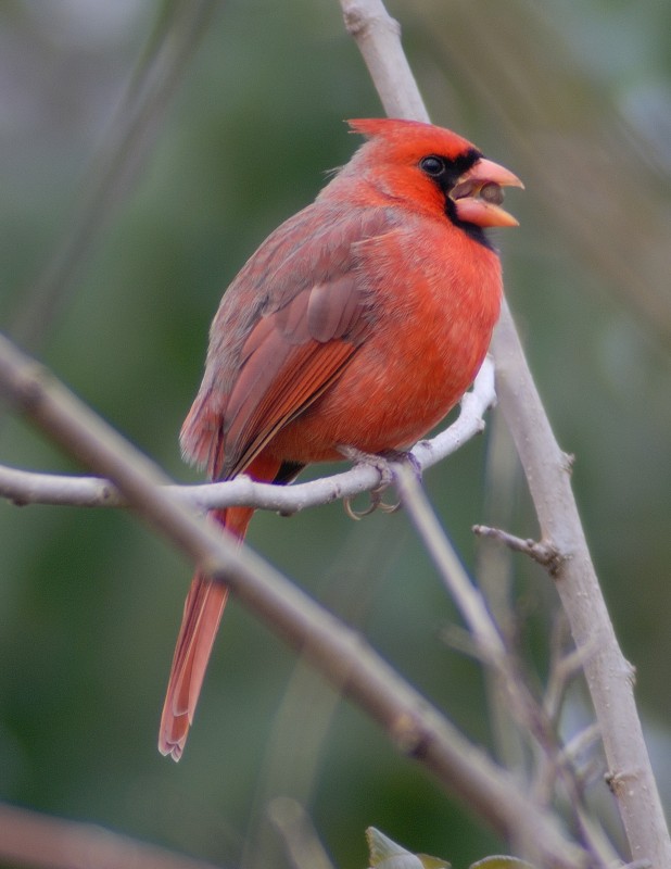 Cardinal