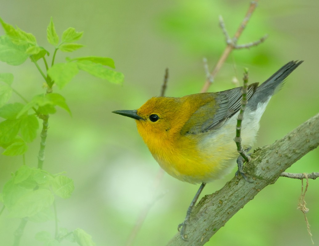 Blue Winged Warbler
