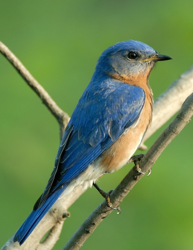 Eastern Bluebird
