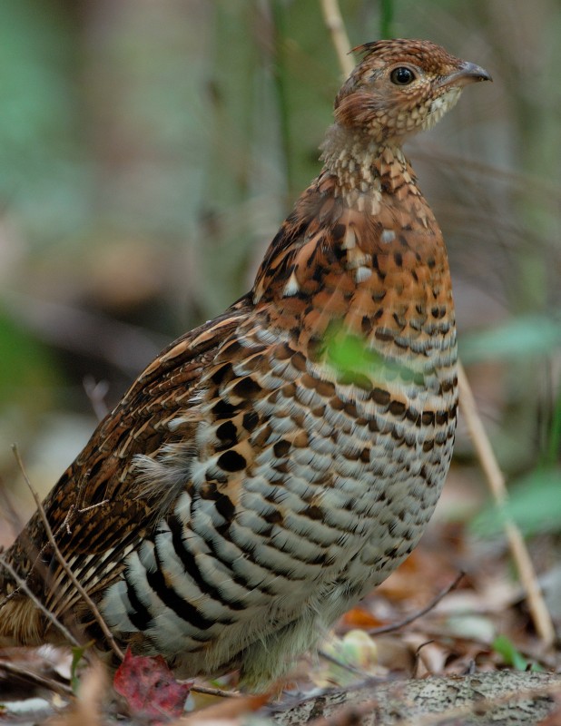 Ruffed Grouse