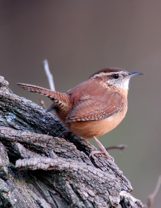 Carolina Wren