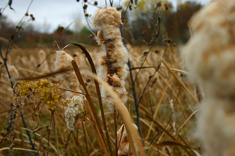 cattails