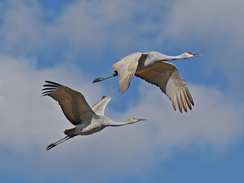 Sandhill Cranes - A Moment in Time