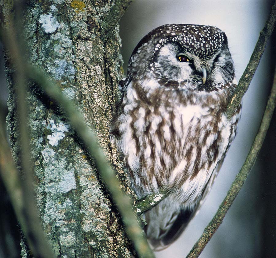 Boreal Owl