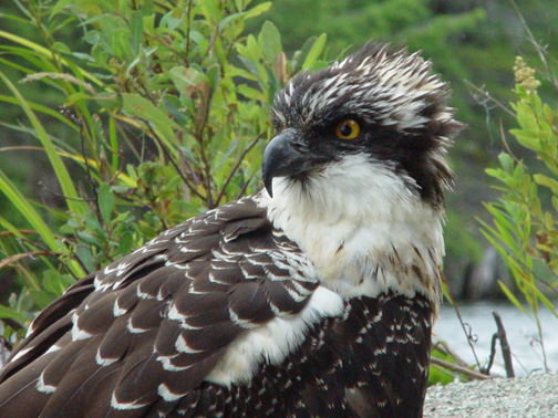 Osprey