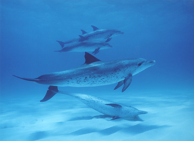 Spotted Dolphins-Bahamas