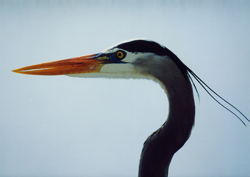 Great Blue Heron-head detail
