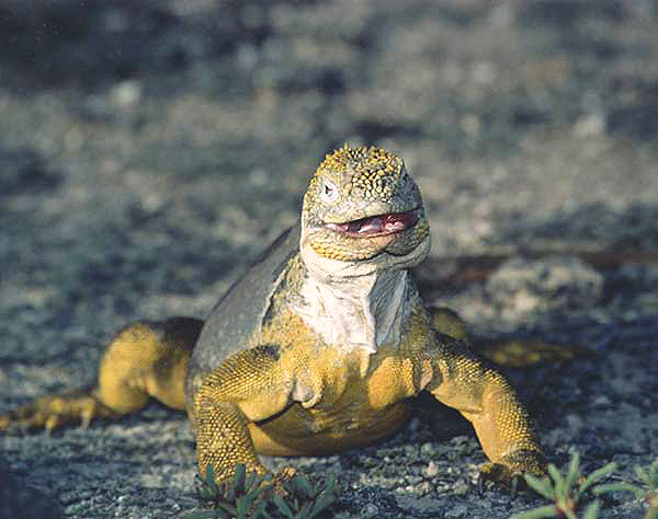 Galapagos Land Iguana
