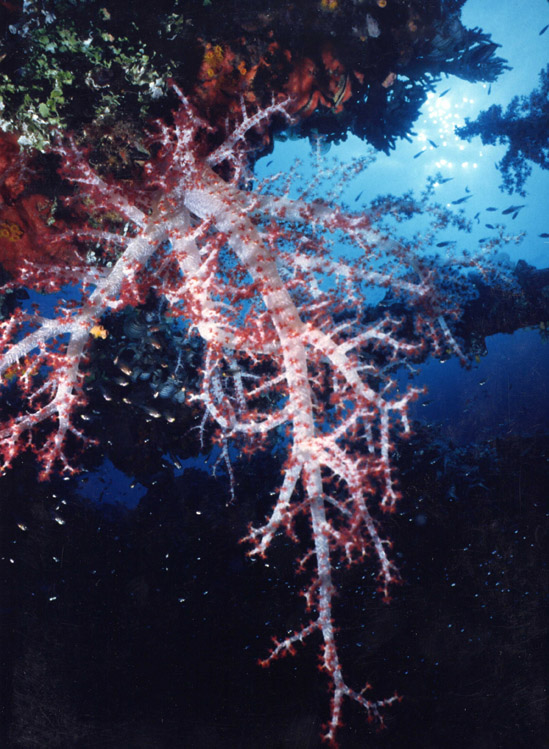 Soft Coral - Truk Lagoon Shipwreck