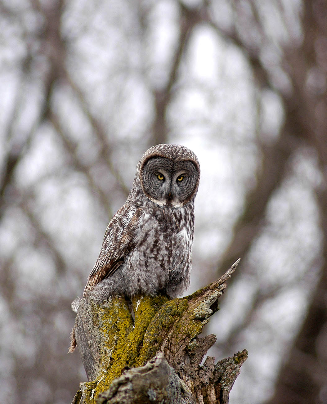 Intense Great Gray Owl