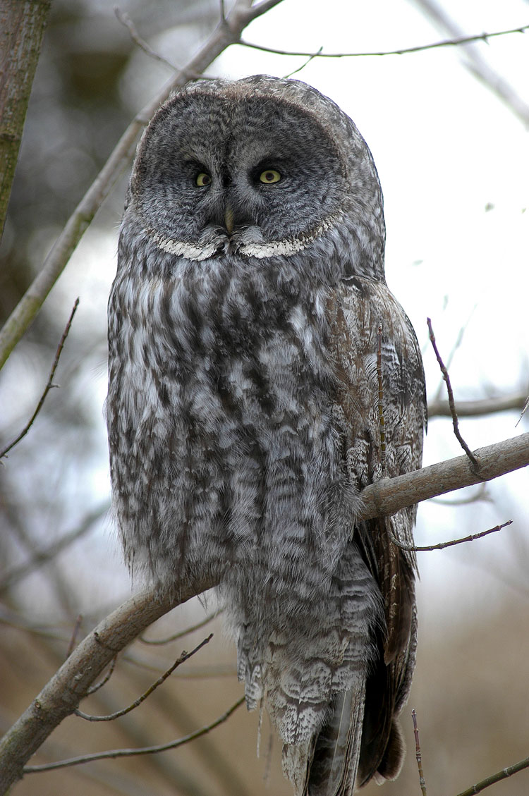 Old Great Gray Owl