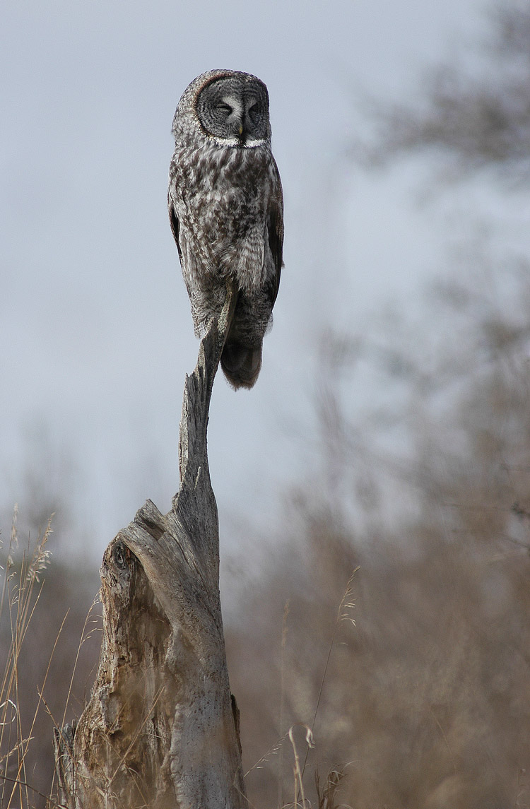Sunning Great Gray Owl