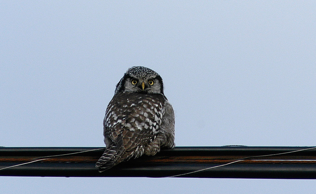 Northern Hawk Owl