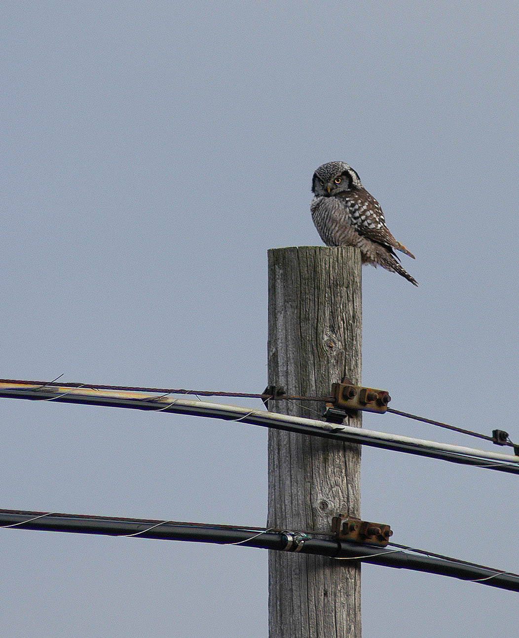 Northern Hawk Owl on Power Pole