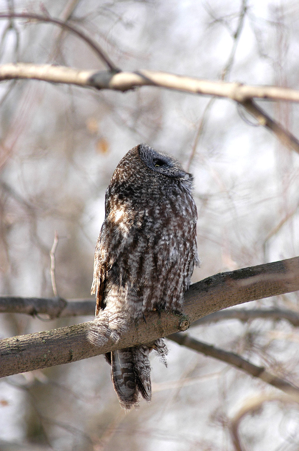 Do I feel like goose today?