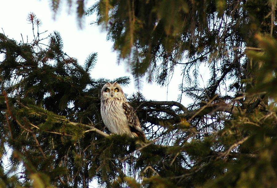 Active Short Eared Owl