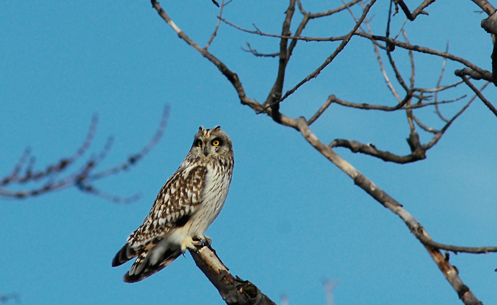 Hunting Short Eared Owl