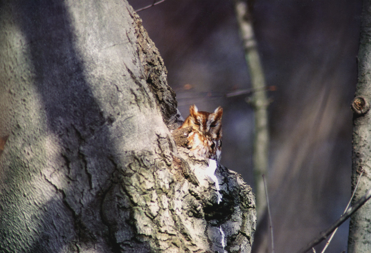 Eastern Screech Owl; The Usual Image