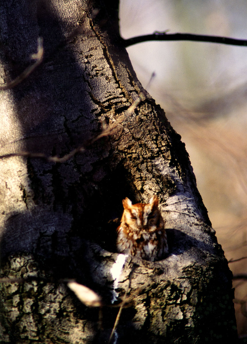 Eastern Screech Owl; A different Angle