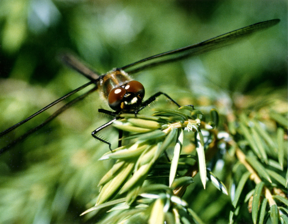Dragonfly - So Close!