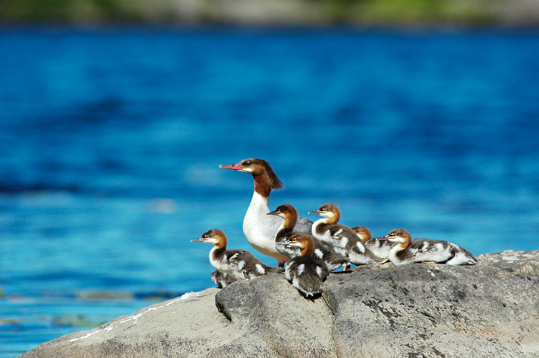 Moms Happy. All together now.