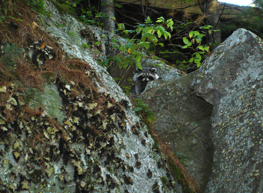 Shy Raccoon