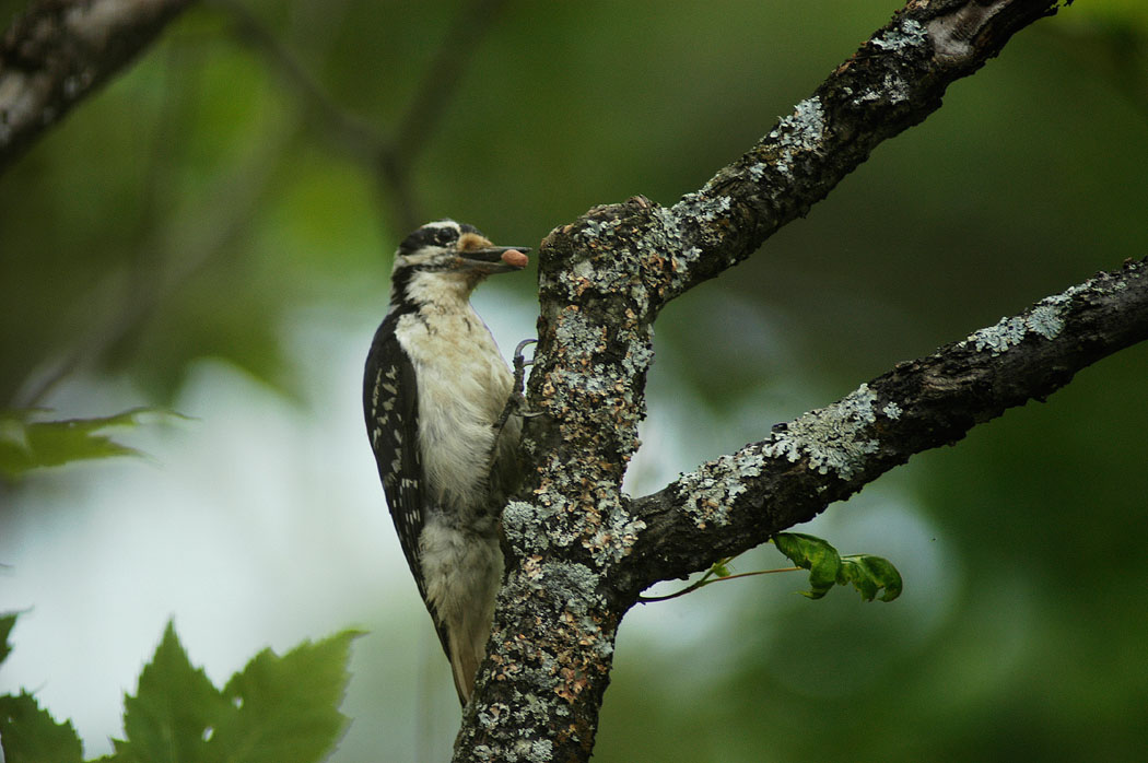 Nutty Woodpecker