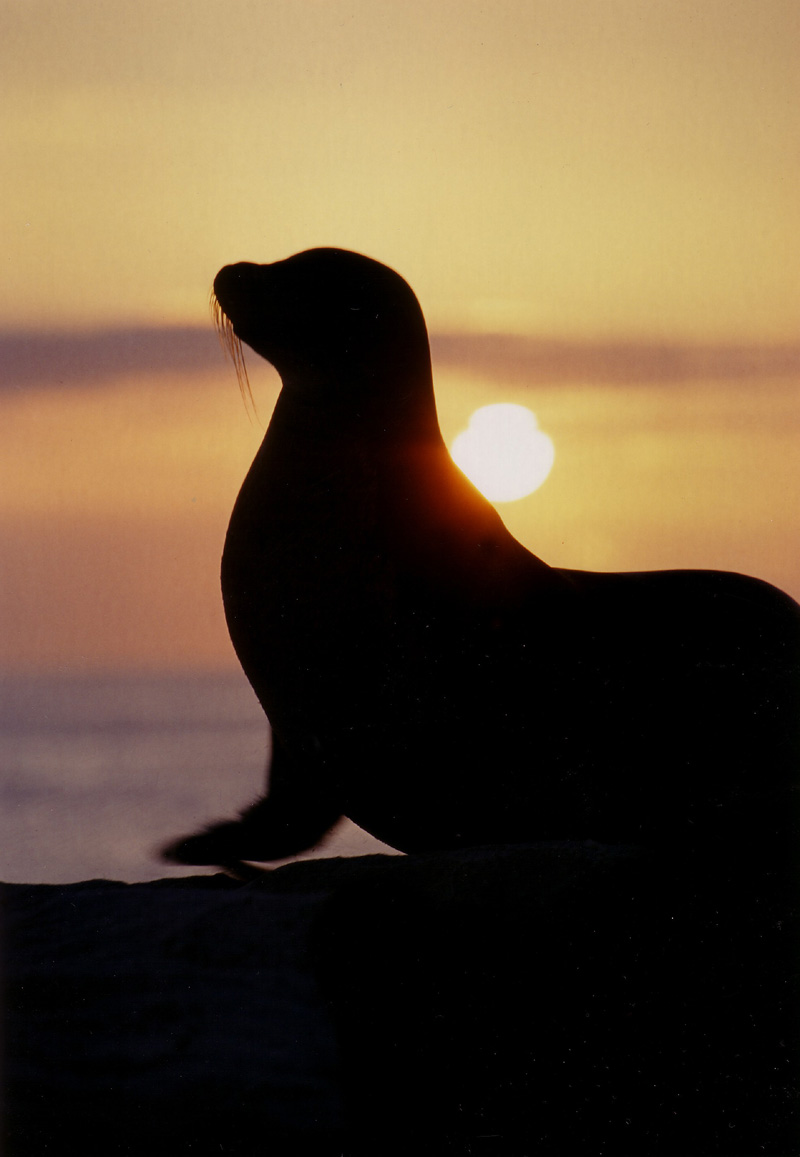 Galapagos Sea Lion Sunset