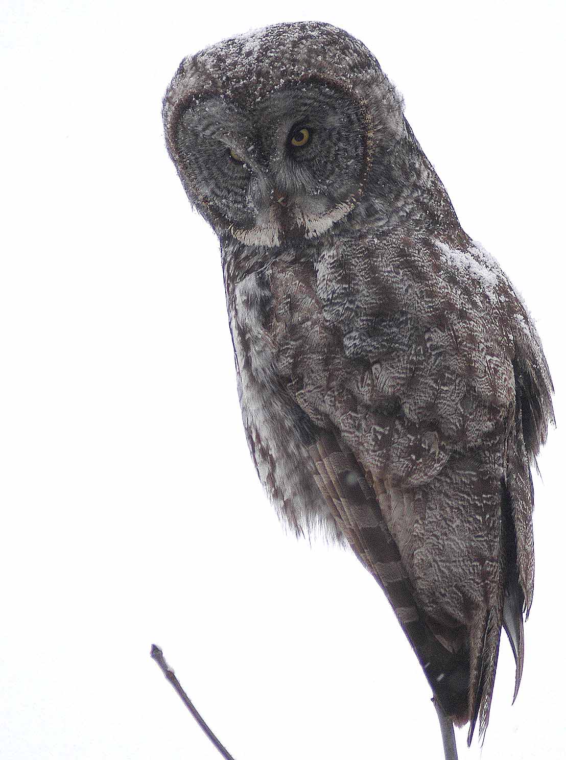 Great Gray Owl Hunting