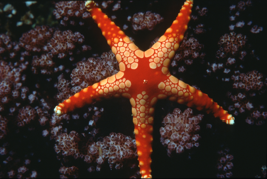 Vanuatu Starfish