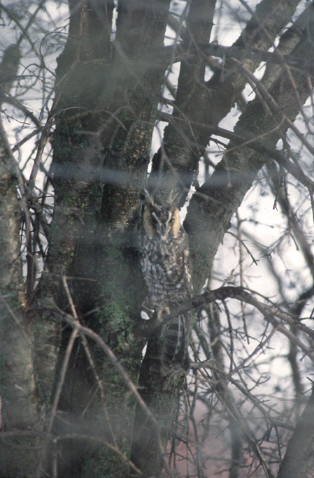 Long-Eared Owl