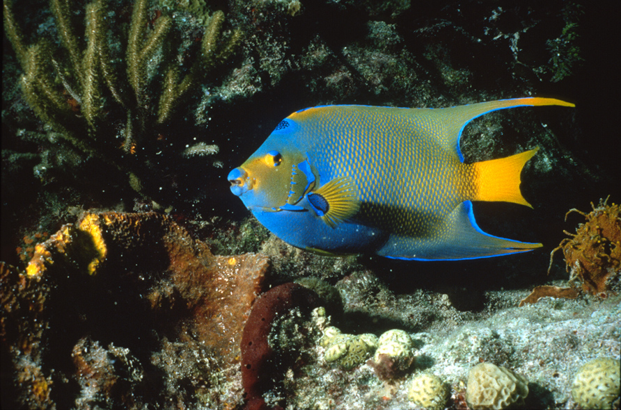 Queen Angelfish
