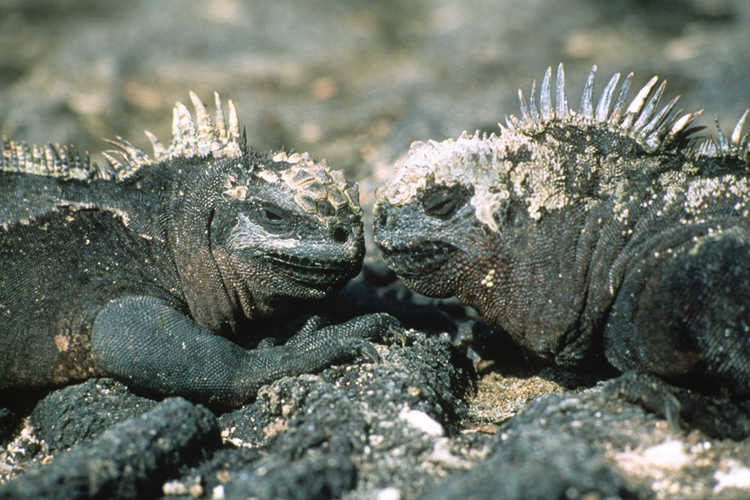 So Ugly You Gotta Love Them